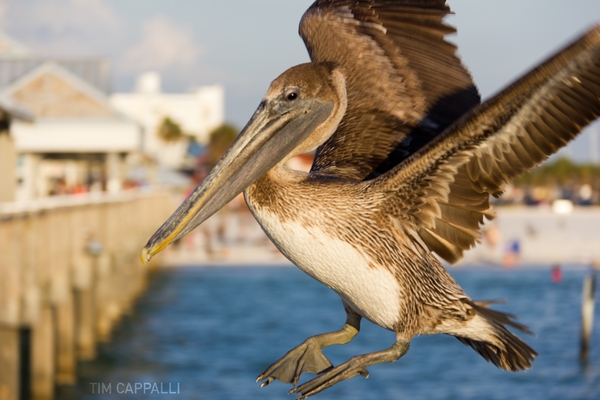 Clearwater, FL 🇺🇸