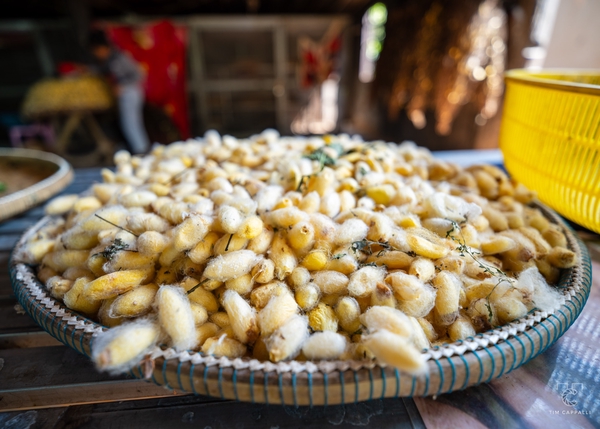 Silkworms cocoons |📍Silk Island, Cambodia 🇰🇭